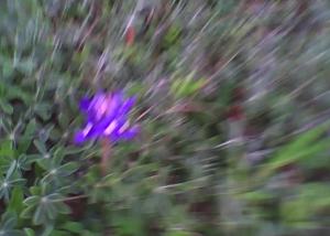 Bluebonnet in Memorial Park, February 28, 2010