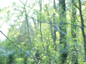 Dappled sunlight through lacy spring leaves