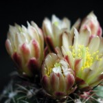 Cactus nectar bloom Cactus nectar bloom