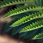 Jagged leaves Jagged leaves