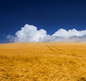 Field of grain